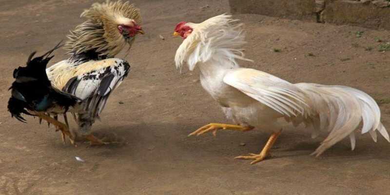 Quan sát kỹ lưỡng trước khi tham gia đặt cược