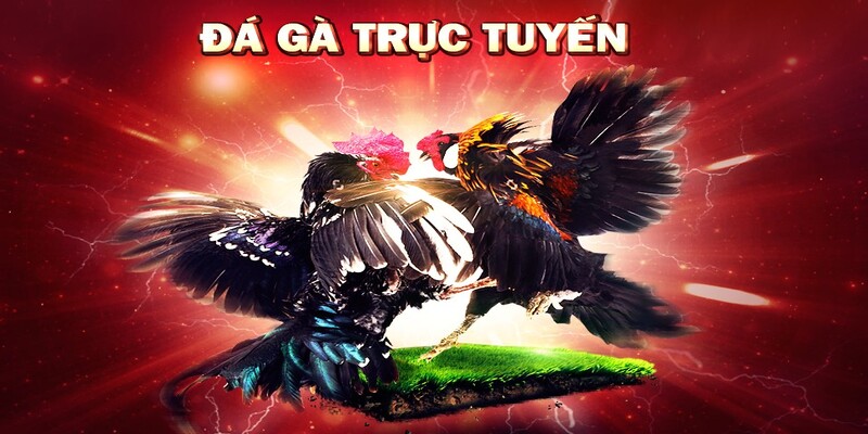 Yếu tố quyết định bình luận đá gà trực tiếp tại 78Win